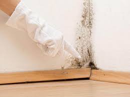 Best Environmental Consulting for Mold Prevention  in Livingston, MT